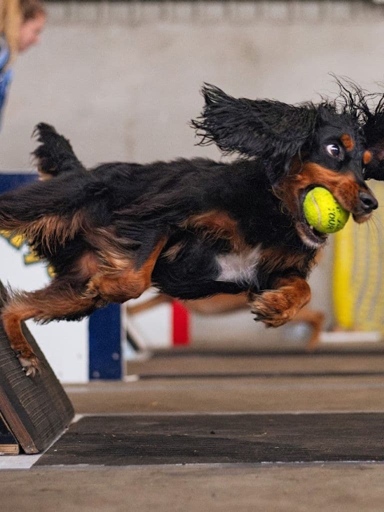 Dog On Box