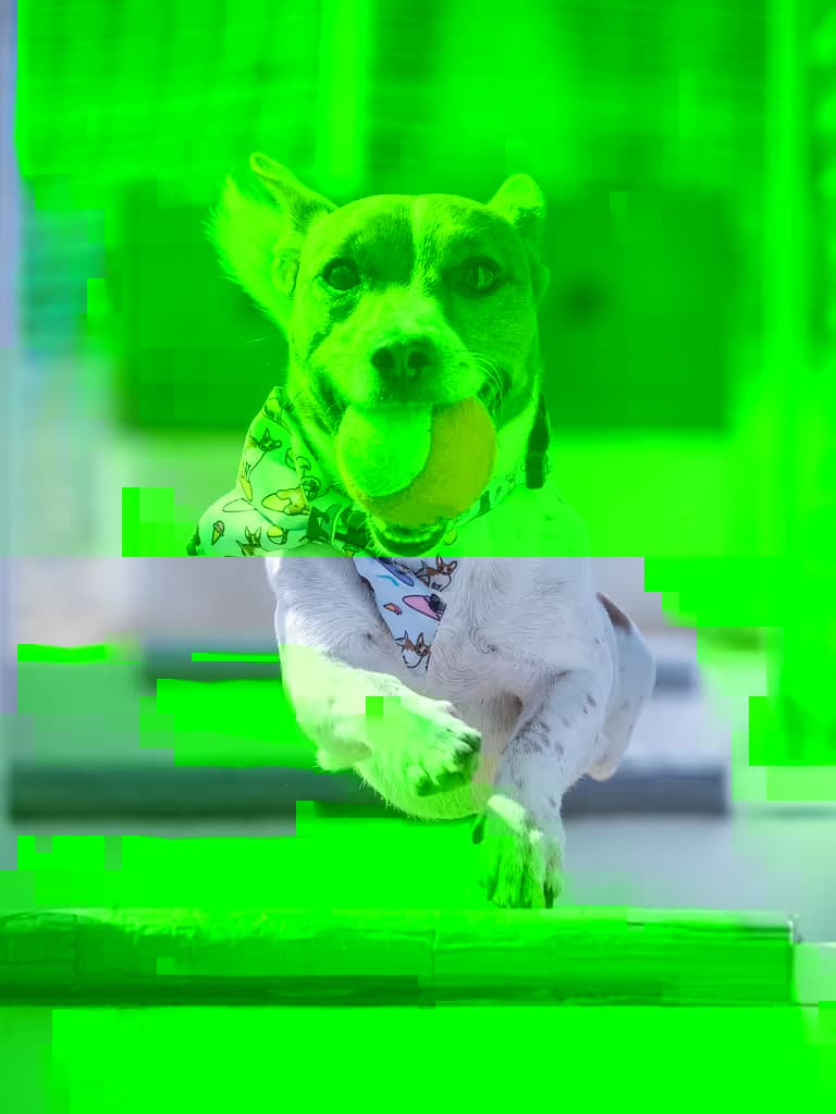 Dog Run Back